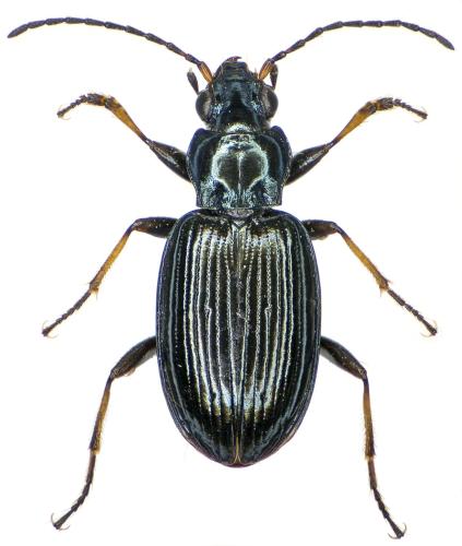Réf. 300 254 : Bembidion tibiale